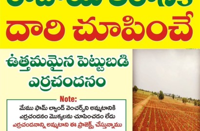 Navya Sai Red sandal Farms